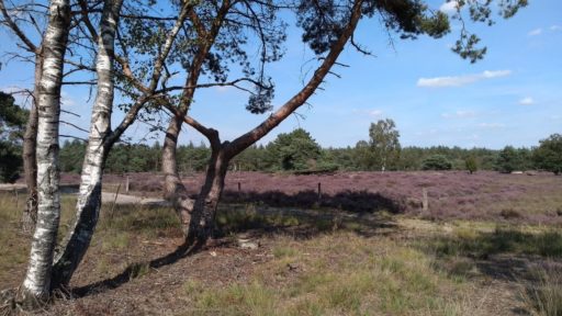 Eeuwigdurende grafrust op natuurbegraafplaats Hoogengraven